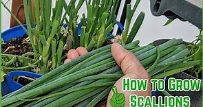 How to Grow Scallions | For beginners | Everything you need to know| Spring, & Green Onions |