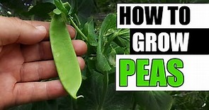 How To Grow Peas - The Definitive Guide For Beginners