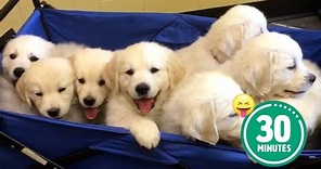30 Minutes of the World s CUTEST Puppies! 🐶💕
