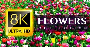 World s Most Beautiful FLOWERS 8K ULTRA HD