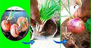 Grow Onion bulbs from sprouted onions