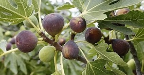 How to Grow Figs - Complete Growing Guide