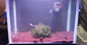 HOW TO BREED CARDINAL TETRAS FROM SPAWN TO FREE SWIMMING