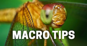 Insect Macro Photography - My Simple Technique Fully Explained