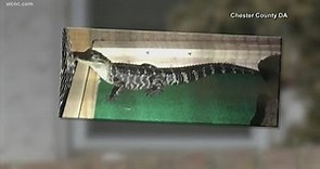 Police find alligator guarding house during drug raid