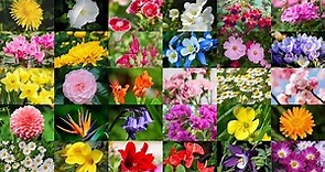 Learn the Names of 62 Common Flowers in English