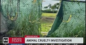 Horses slaughtered in SW Miami-Dade