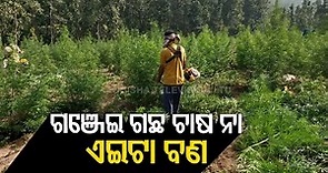 Illegal Ganja Cultivation Destroyed In Ganjam’s Bhanjanagar