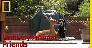 Official Preview | Unlikely Animal Friends