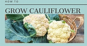 The Complete Guide to Growing Cauliflower