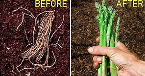 How to Grow Asparagus, Complete Growing Guide