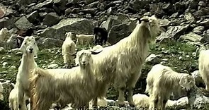Himalayan Pashmina goat