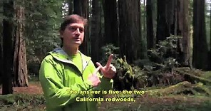 Steve Sillett, PhD. Sequoia/Redwood Canopy Research, Humboldt State