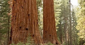 Giants of a Changing Landscape, Sequoiadendron giganteum