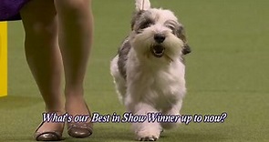 What is Westminster’s Best in Show winner up to now?