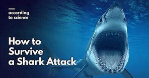 How to Survive a Shark Attack, According to Science