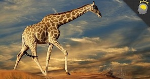 5 Amazing Giraffe Facts - Science on the Web #51