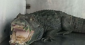 Police find alligator guarding pot