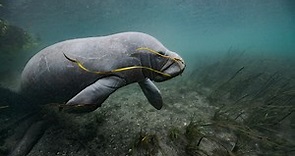 We rallied to save manatees once. Can we do it again?