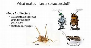 Introduction to Entomology