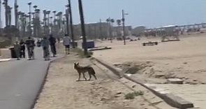 Huntington Beach community discusses coyote problem
