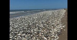 Thousands of dead fish wash up along Texas coast, disturbing photos show. Here’s why