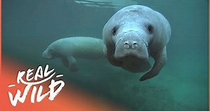 Is It Too Late For The Manatees? (Wildlife Documentary) | The Blue Realm | Real Wild