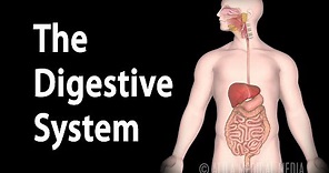 Physiology Basics: the Digestive System, Animation