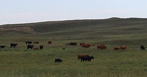 The Nebraska Beef Story