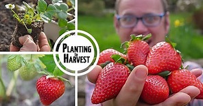 How to Grow Strawberries from Planting to Harvest 🍓🍓🍓🍓🍓