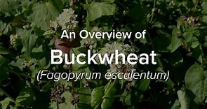An Overview of Buckwheat | Understudied Indigenous Crops