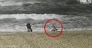 Video shows moment coyote attacks toddler on Huntington Beach